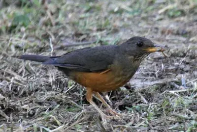 Tordo olivaceo