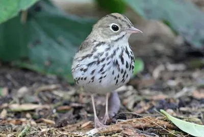 Tordo acquaiolo fornaio