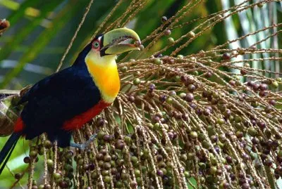 natural jigsaw puzzle