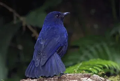 Tordo fischiatore della sonda