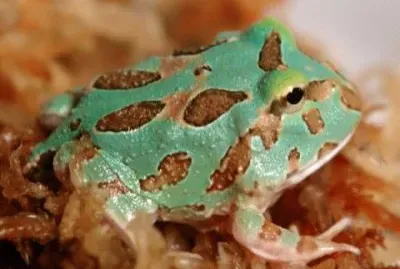 Pacman samurai jigsaw puzzle