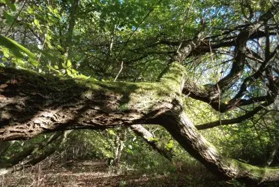 in the woods