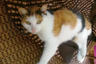 British shorthair calico