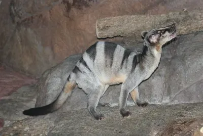 Civetta delle palme fasciata