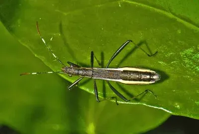 Micrelyta fossalarun