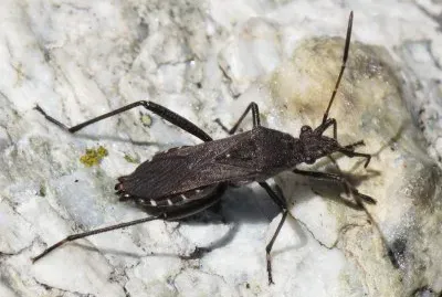 Alydus calcaratus