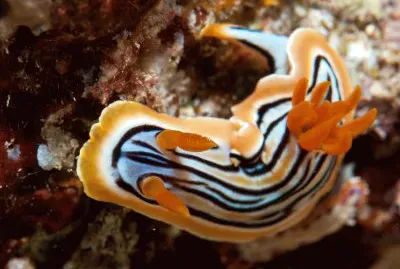 Chromodoris strigata jigsaw puzzle