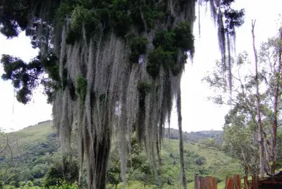 Tronco de Ã¡rbol