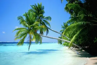 PALMERAS INSOLADAS