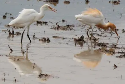 Airone guardia buoi asiatico