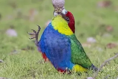 natural jigsaw puzzle