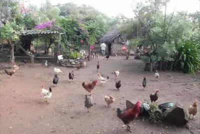 animales