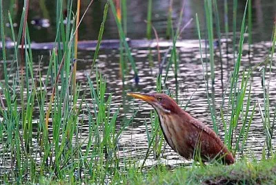Tarabusino color cannella