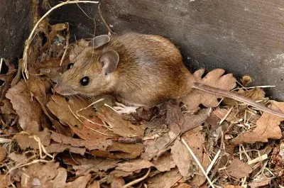 Apodemus flavicollis
