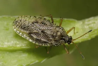 Dictyla convergens