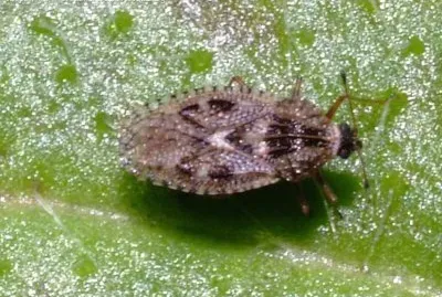 Dictyla nassata