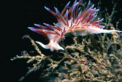 Cratena peregrina jigsaw puzzle