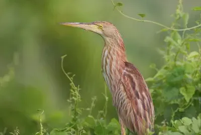 פאזל של Tarabusino cinese