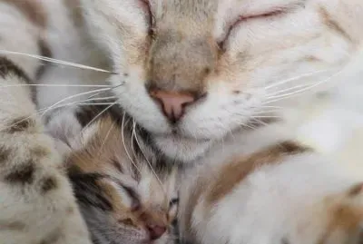 mama cat