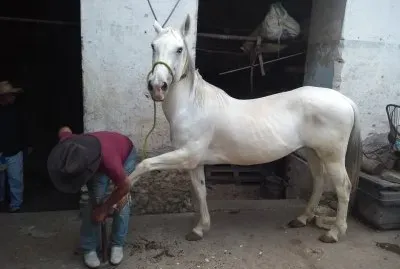 pedicura