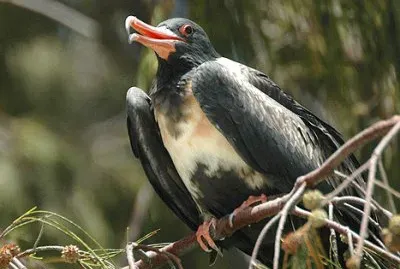 Fregata minore