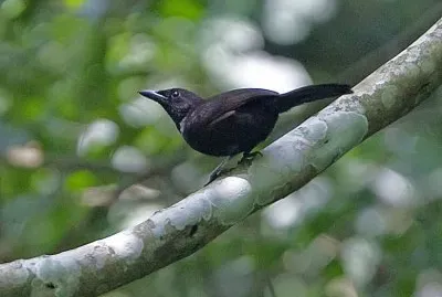 Sooty boubou