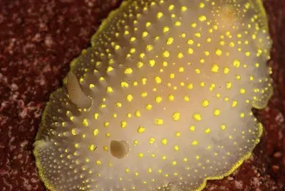 Cadlina luteomarginata jigsaw puzzle