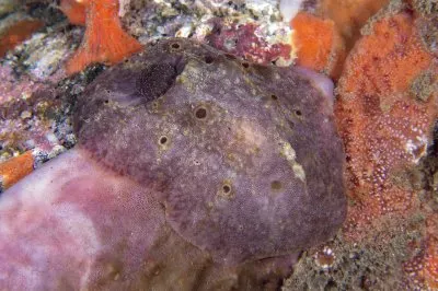 Actinocyclus verrucosus jigsaw puzzle