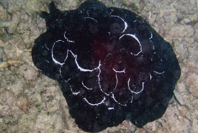 Pleurobranchus forskam jigsaw puzzle