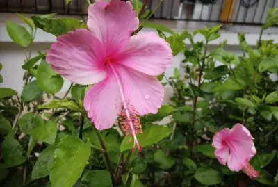 FLOR CORTIJO