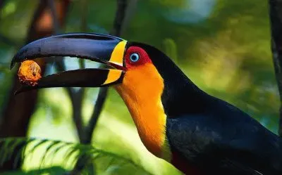 natural jigsaw puzzle