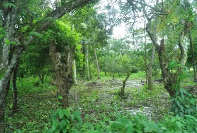 The jungle that no longer exists