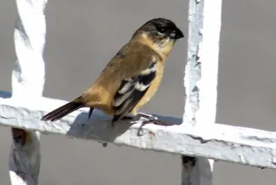 A very beautiful small bird