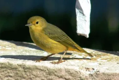 best friend of the other beautiful small bird