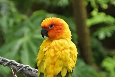 פאזל של LORO