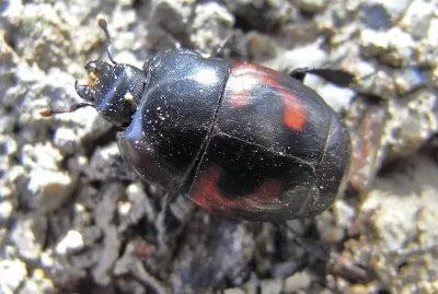 Hister quadrimaculatus