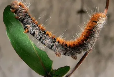 Bruco di macrothylacia rubi