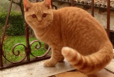British shorthair rosso