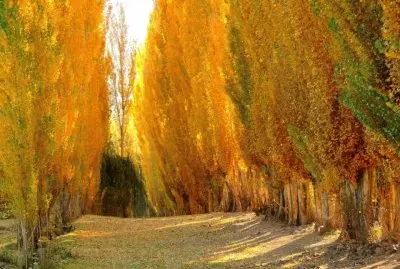 naturaleza jigsaw puzzle