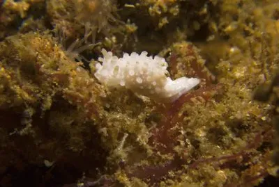 Aegires ninglis jigsaw puzzle