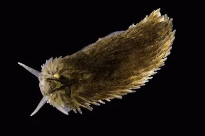 Aeolidia filomenae jigsaw puzzle