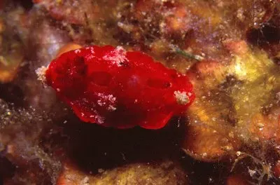 Aldisa banyulentis jigsaw puzzle