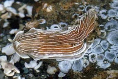 Armina californica jigsaw puzzle