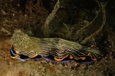 Armina semperi jigsaw puzzle