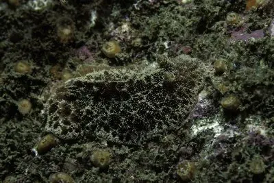 Atagema gibba