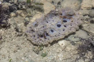 Atagema spongiosa jigsaw puzzle