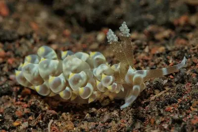 Baeolidia moebii jigsaw puzzle