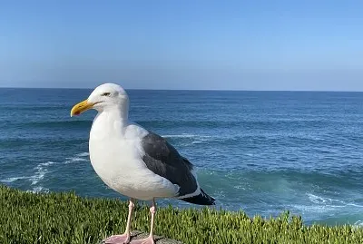 San Diego beach