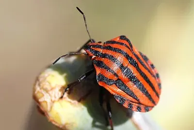 Graphosoma italicum