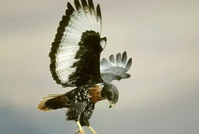 NATURA